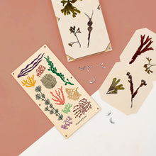 Load image into Gallery viewer, Set of pressed seaweed samples on paper cards with a pink and white background