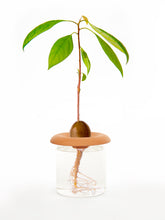 Load image into Gallery viewer, Terracotta Seed Sprouters
