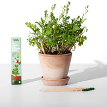 Load image into Gallery viewer, Plantable Pencils Kitchen Edition by Sprout World
