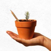 Load image into Gallery viewer, Plantable Pencils Plant-a-Tree Edition by Sprout World
