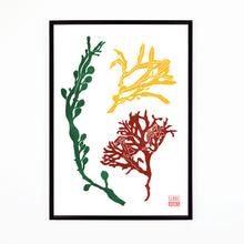 Load image into Gallery viewer, Botanical artwork featuring three stylized seaweed designs in green, yellow, and red on a white background.
