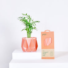 Load image into Gallery viewer, Self-watering Small Plant Pot by POTR
