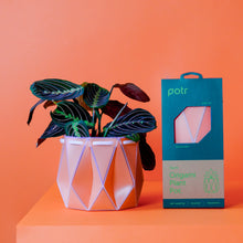 Load image into Gallery viewer, Self-watering Medium Plant Pot by POTR
