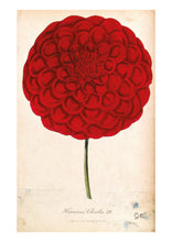 Load image into Gallery viewer, A postcard featuring a colored aquatint illustration of a red dahlia flower from the nineteenth century.
