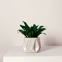 Load image into Gallery viewer, Self-watering Small Plant Pot by POTR

