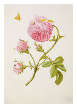 Load image into Gallery viewer, A postcard featuring a botanical illustration of a pink rose with a butterfly and buds, on a white background.
